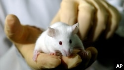 CAR-T, što je skraćenica od chimeric antigen receptor tj. „himerski antigen receptori“, podrazumijeva uzimanje stanica imunog sistema (T-limfocita) od samog pacijenta, pri čemu se te stanice poslije u laboratoriji modificiraju.