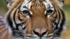 Nadia, a 4-year-old female Malayan tiger at the Bronx Zoo, that the zoo said on April 5, 2020 has tested positive for coronavirus disease (COVID-19) is seen in an undated handout photo provided by the Bronx zoo in New York. WCS/Handout via REUTERS
