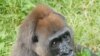 Nyango is the only known Cross River gorilla in captivity. She lives in the Limbe Wildlife Center in Cameroon.