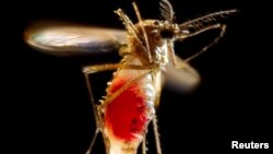 El virus del Zika se está propagando rápidamente en Estados Unidos. Al momento hay más de 100 casos confirmados en el estado de Florida.