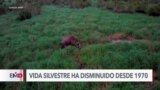 Vida silvestre amenazada por el cambio climático, según ambientalistas