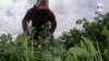 Sindicato demanda a Departamento de Trabajo para impedir congelamiento de salarios de trabajadores agrícolas bajo visa H-2A