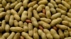 FILE - Health experts endorsed an experimental treatment, Sept. 13, 2019, for children with peanut allergies. An estimated 1.6 million children and teenagers deal with peanut allergies.