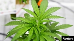 En caso de que la medida sea aprobada, Nueva Jersey se sumaría al Distrito de Columbia y a otros 10 estados en legalizar la marihuana para uso recreativo.