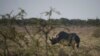 Chinese Rhino Horn Smuggler Escapes From Namibian Prison 
