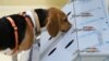 The beagle bitch Djaka finds corona-positive samples with her sense of smell during a news conference at the University of Veterinary Medicine in Hannover, Germany, Sept. 24, 2020.