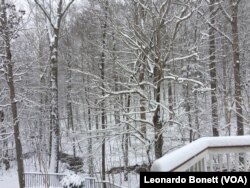 Vista del Parque Nacional Prince William, en el norte de Virginia, el domingo 13 de enero de 2019. Foto: Leonardo Bonett, VOA.