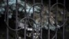 A damaged Olympic ring is seen on the gate of the Russian Olympic Committee building in Moscow, Dec. 9, 2019. 