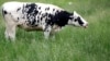 Brazo robótico láser ayuda a ordeñar vacas 