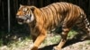 FILE -A Malayan tiger walks in its enclosure at the Cincinnati Zoo and Botanical Garden in Cincinnati, Ohio, July 7, 2023.