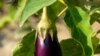 Critics question the safety of a pest-resistant strain of eggplant.