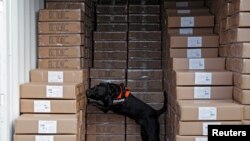 Los perros ya detectan drogas y algunas enfermedades como el cáncer y la malaria, y ahora podrían descubir el COVID-19.