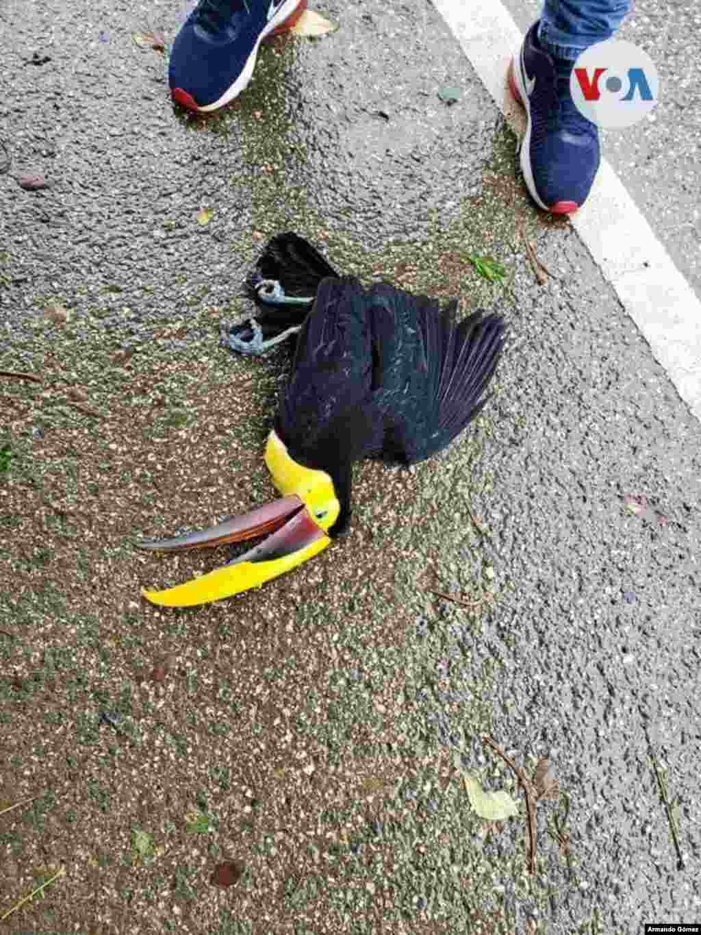 Personal de la CNE de Costa Rica rescat&#243; a un Tuc&#225;n que se encontraba en la v&#237;a sobre la Costanera Sur, visiblemente afectado por las fuertes lluvias.