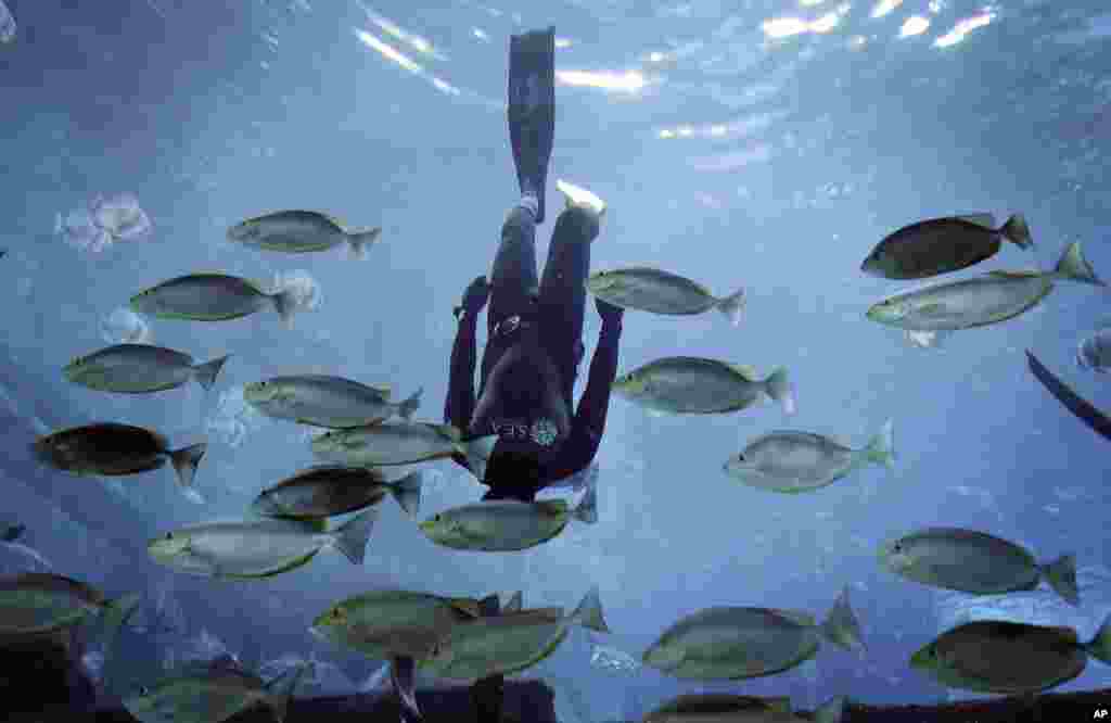 Seorang penyelam berenang di SEA aquarium di Resorts World Sentosa, Singapura.