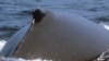Las ballenas tienen su acento