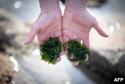 Petani rumput laut Jean-Marie Pedron memperlihatkan rumput laut Ao-Nori (kanan) yang dapat dimakan. (Foto: AFP)