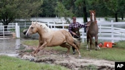 Un hombre mueve sus caballos para evitar la inundación provocada por las lluvias de Florence en Lumberton, Carolina del Norte el domingo 16 de septiembre de 2018,