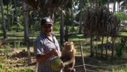 Yadda Biri Ke Girbin Kwakwa a Gonakin Thailand