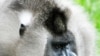 Endangered primate Mandrillus leocophaeus. 