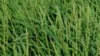 O. glaberrima rice. (International Rice Research Institute)