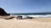Biólogos se esfuerzan por proteger a tortugas marinas en las playas mexicanas