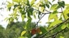 More than 600 apple varieties grow at the Pavlovsk Experimental Station.