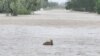 A wallaby passes through floodwaters in Fitzroy Crossing, Australia Jan. 3, 2023 in this picture obtained from social media. Callum Lamond/via REUTERS