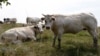 FILE - Cows graze in a field in Vlezenbeek near Brussels, Belgium, Aug. 7, 2015. Veterinary authorities in Western countries routinely cull cattle infected with bovine tuberculosis whereas similar protocols are less prevalent in developing countries.