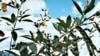 Pigeon peas can help reduce the need for synthetic fertilizer.
