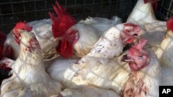 10,9 millones de aves han sido sacrificadas sanitariamente para evitar la extensión del brote. Durante esta semana, se aplicarán 90 millones de dosis de vacunación en estos animales con el mismo fin. 