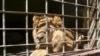 Un lion abattu en Allemagne après s'être échappé d’un zoo