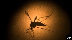 FILE - An Aedes aegypti mosquito known to carry the Zika virus, is photographed through a microscope at the Fiocruz institute in Recife, Brazi, Jan. 16, 2016.