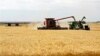 Wheat is harvested on a farm in the midwestern United States, July 2009.