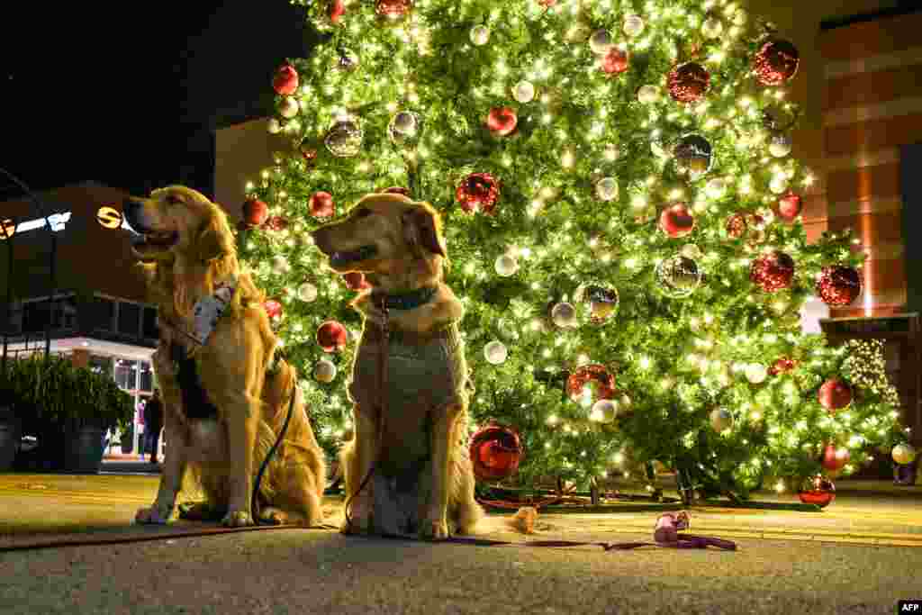 Dos perros son fotografiados frente a un &#225;rbol de Navidad mientras la gente espera para tomarse una foto con Santa Claus en un centro comercial en Miami, el 8 de diciembre de 2020. [AFP]