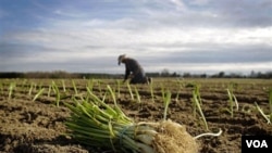 La agricultura podría ser una solución para bajar la alta tasa de desempleo de los afroestadounidenses en EE.UU.