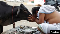 FILE - A Hindu man offers prayers to a cow in Allahabad, India, Sept. 28, 2016.