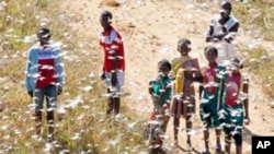 Local youth and children stand in a swarm of locust flying over in Soatana village, southern Madagascar on May 29, 2011.