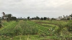 Campo agricola, Benguela