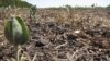 Seca causa miséria em zonas remotas da Huíla