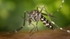 1 Billion Treated in Battle Against Painful Tropical Diseases