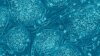 Human embryonic stem cells