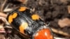 La hembra del escarabajo de tierra (Nicrophorus americanus) iniciando la excavación de un túnel.