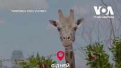 До зоопарків вже завітало Різдво, і це варто побачити. Відео