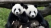 Pandas Tuan Tuan and Yuan Yuan, whose names together mean "reunion" in Chinese, sit together inside their enclosure at the Taipei City Zoo, May 19, 2009. 