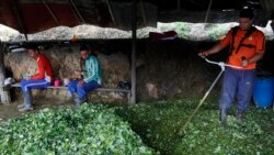 El gobierno de Colombia busca un mecanismo para la compra legal de la hoja de coca a productores

