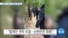 [VOA 뉴스] “탈북민 11명 다시 베트남 구류 중”