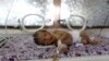 A premature baby lies in an incubator at the child care unit of a hospital in Sana'a, Yemen January 16, 2018.