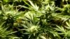 Marihuana médica triunfa en Florida