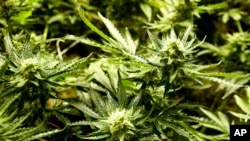 Para 2020 se proyecta que la venta de marihuana legal en EE.UU. alcance $16.000 millones.
