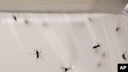 El Tukuko, un pueblo venezolano al pie de las montañas que cruzan la frontera con Colombia, es la imagen de la propagación de la malaria en Venezuela.